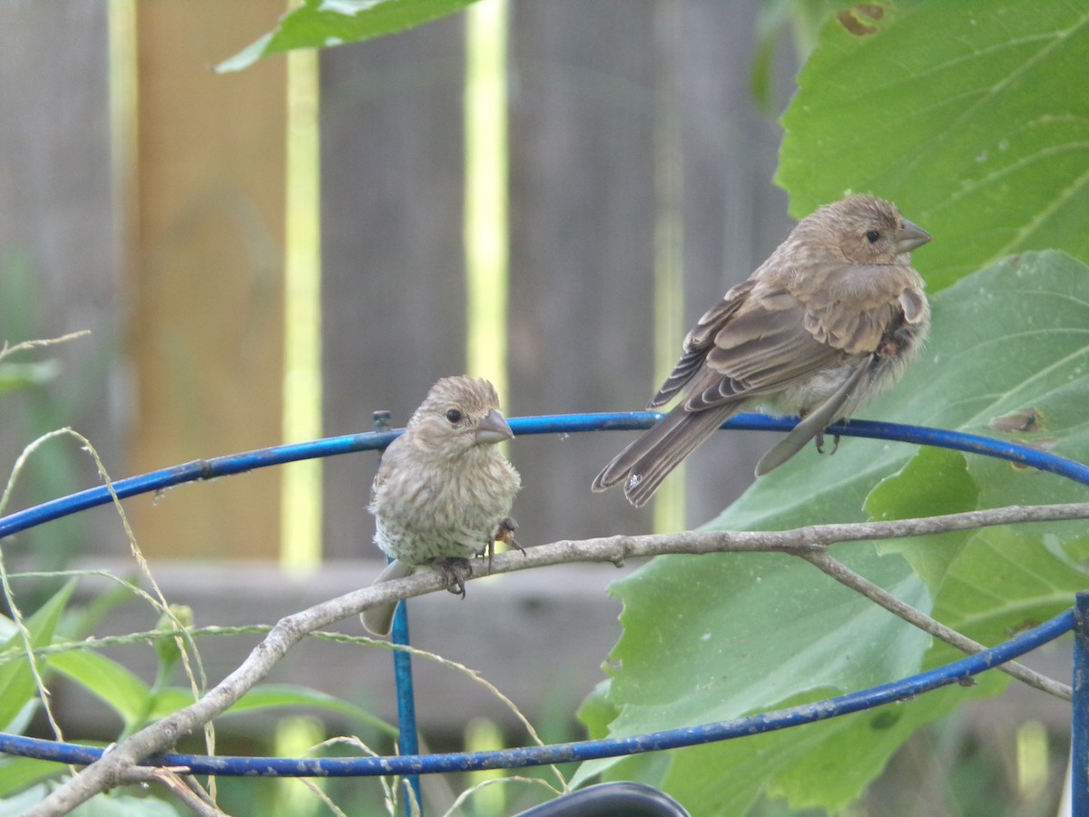 House Finch - ML620896779