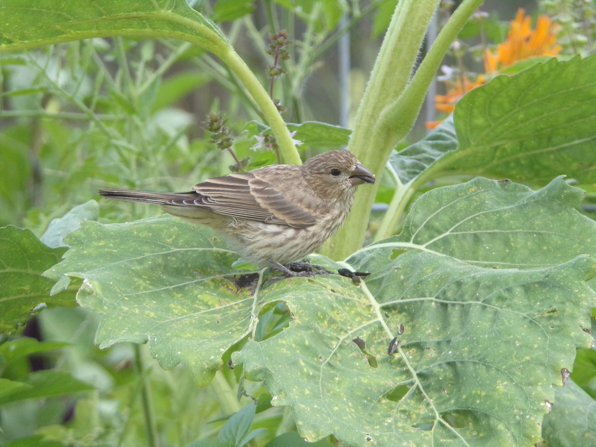 House Finch - ML620896780