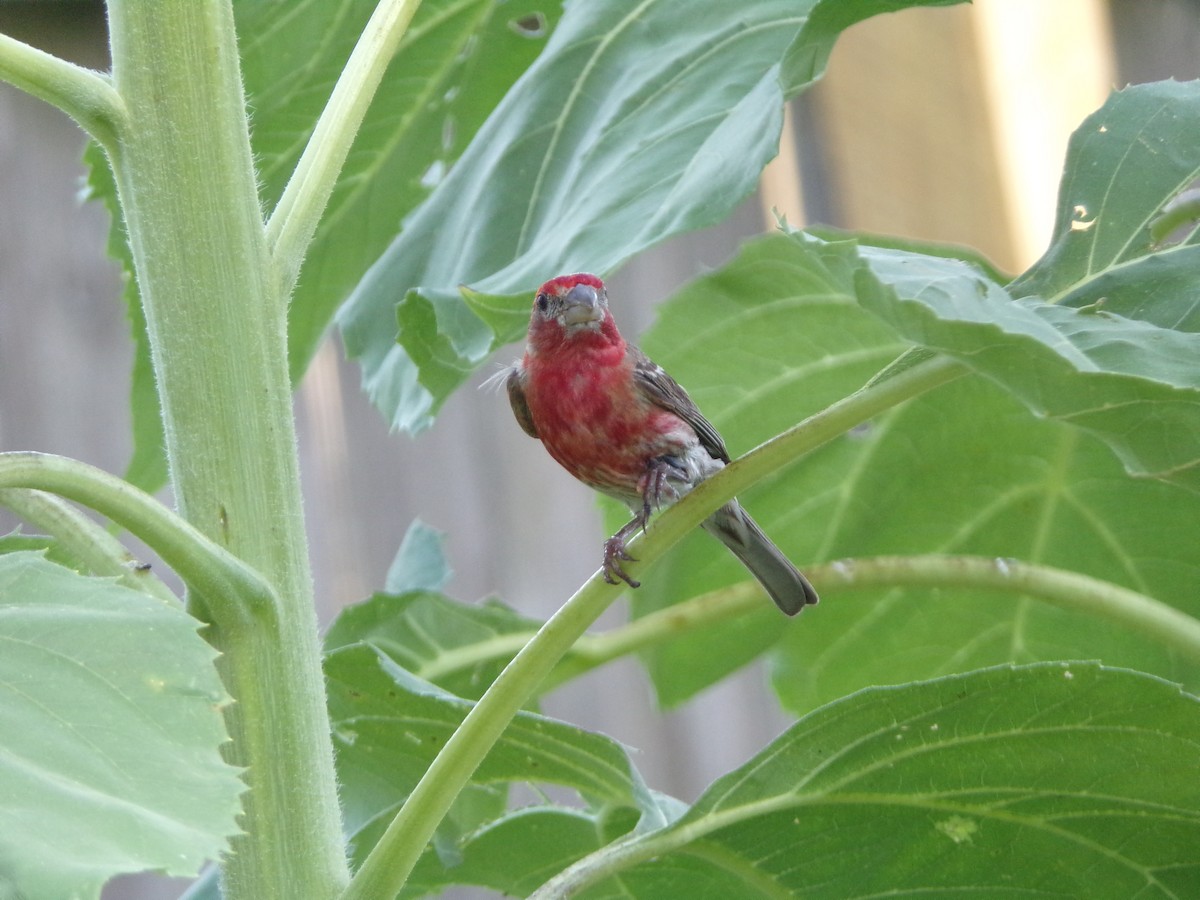 House Finch - Texas Bird Family