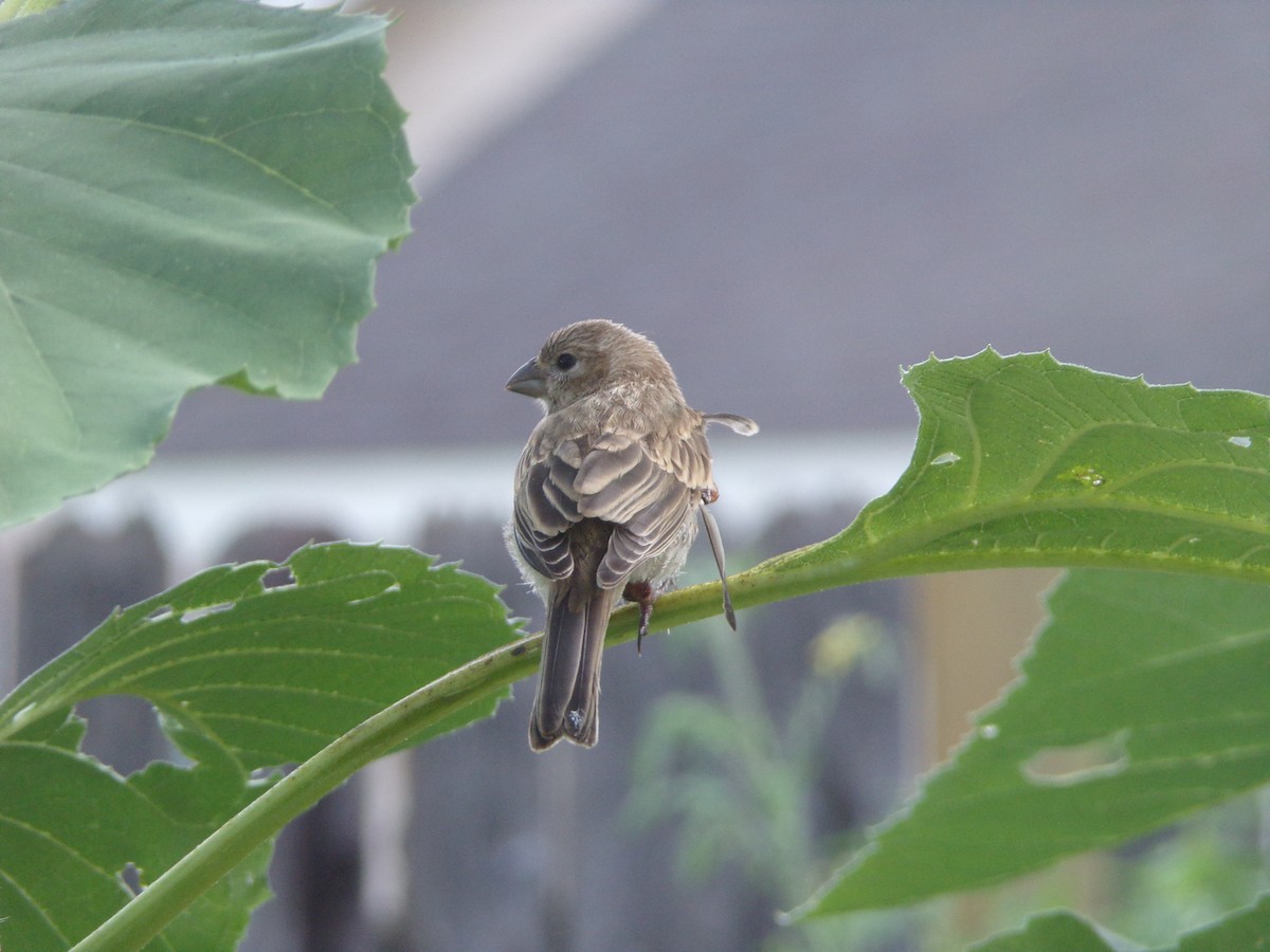 House Finch - ML620896782