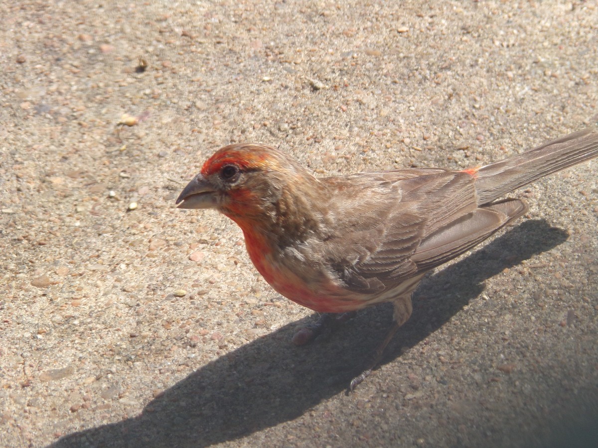 House Finch - ML620896783