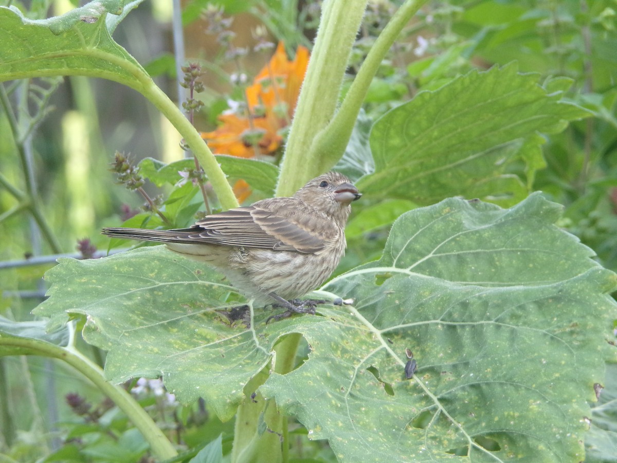 House Finch - ML620896785