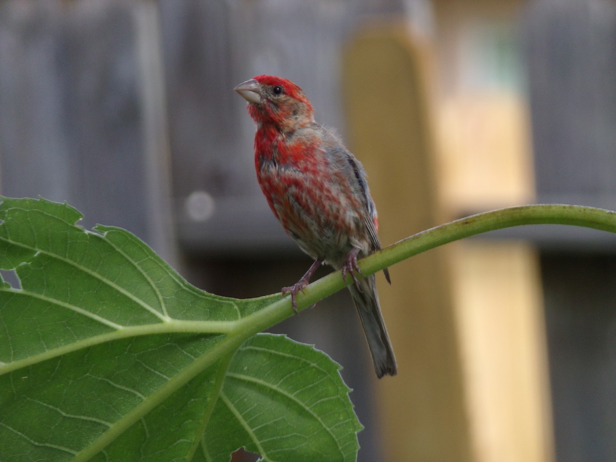 House Finch - ML620896787