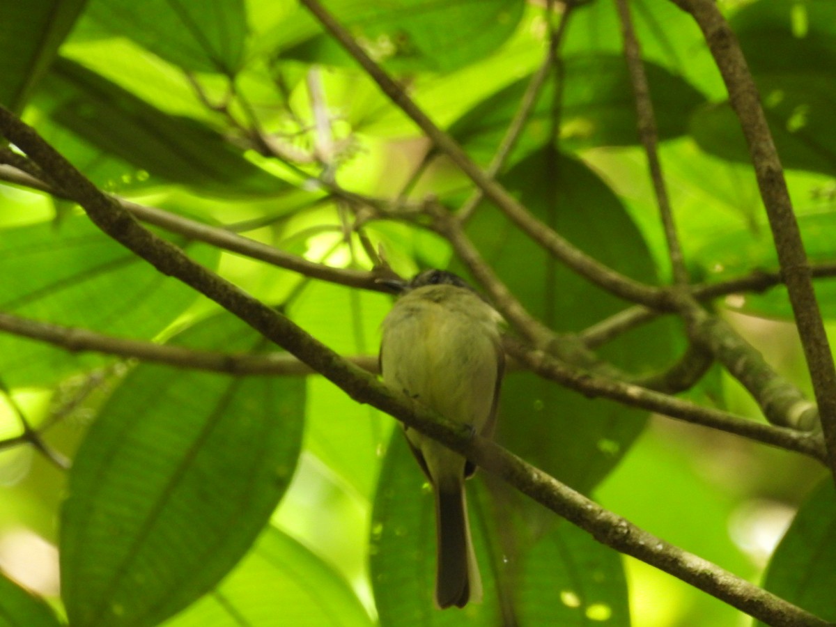 Slaty-capped Flycatcher - ML620896789