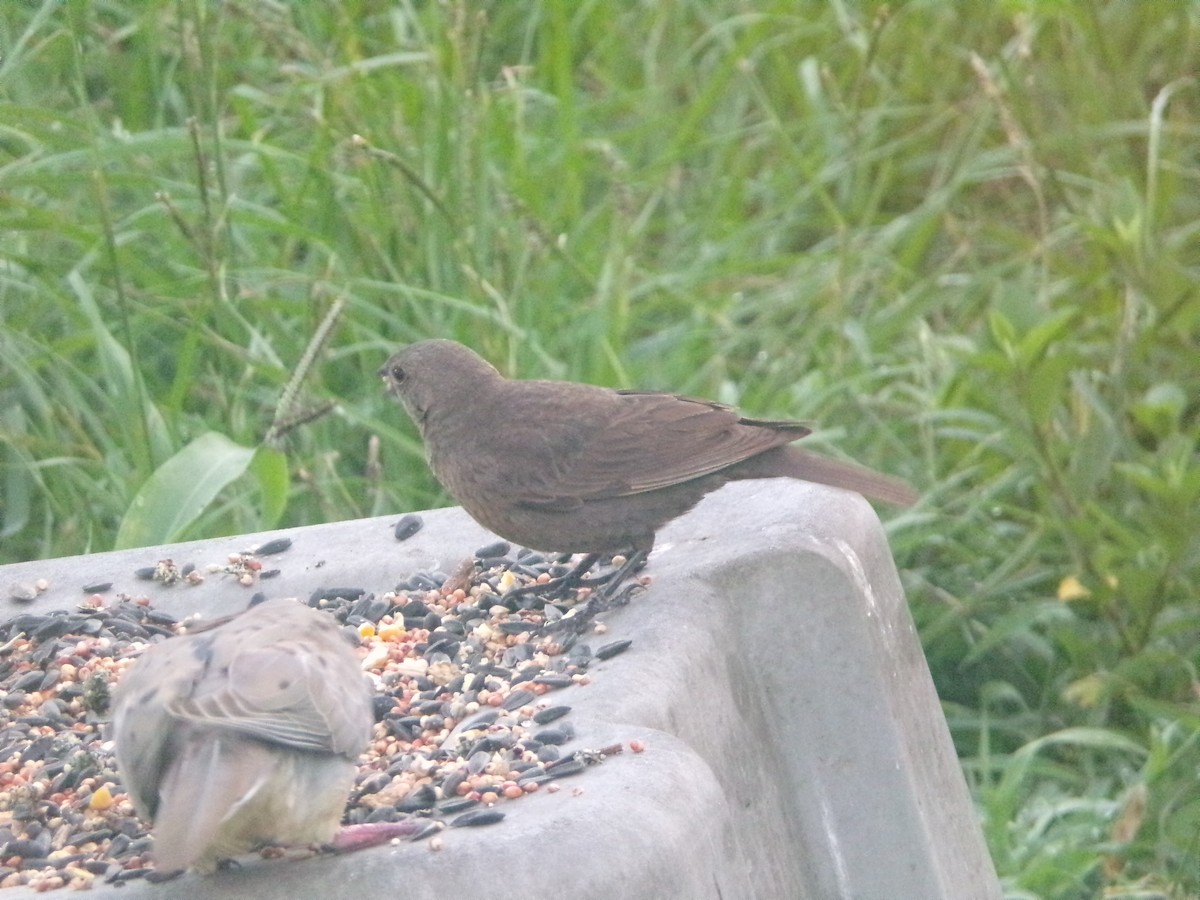 Brown-headed Cowbird - ML620896793