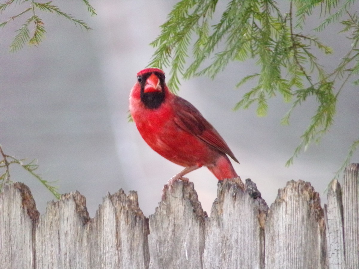 Cardinal rouge - ML620896797