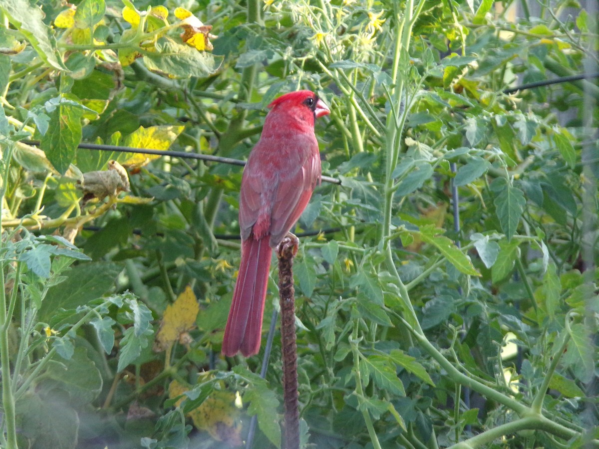 Cardinal rouge - ML620896798