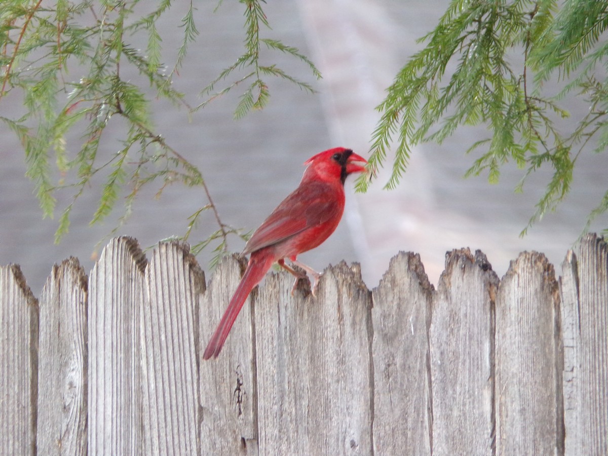 Cardinal rouge - ML620896799