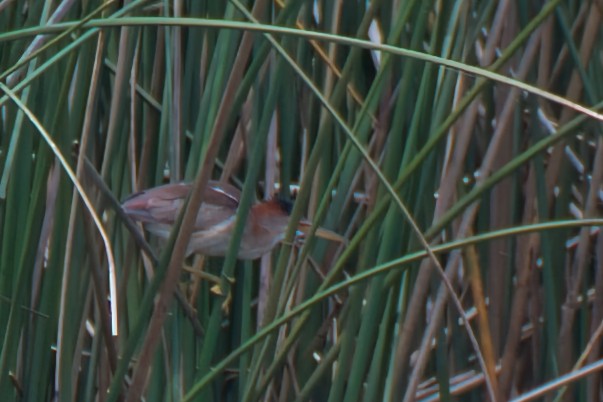 Least Bittern - ML620896805