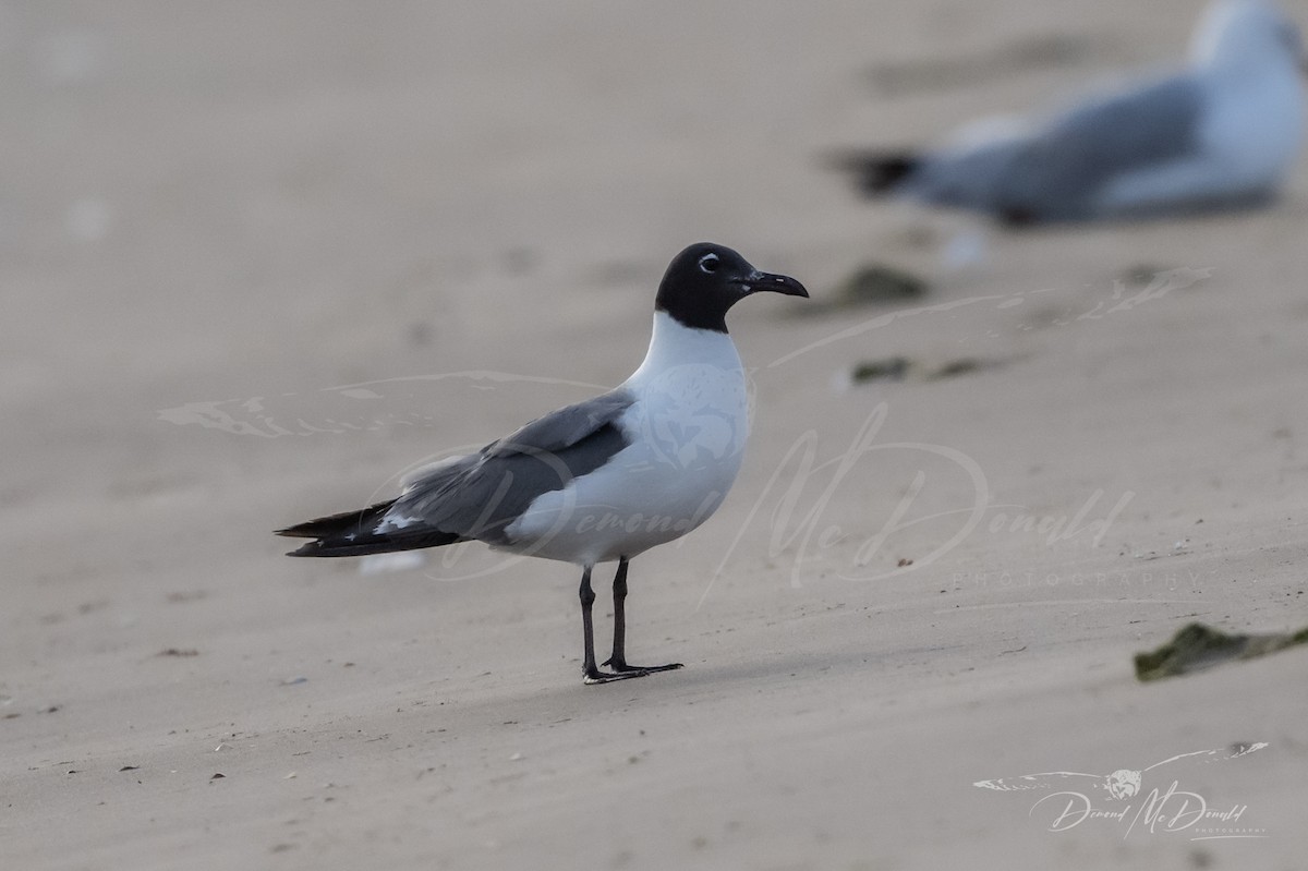 Mouette atricille - ML620896806