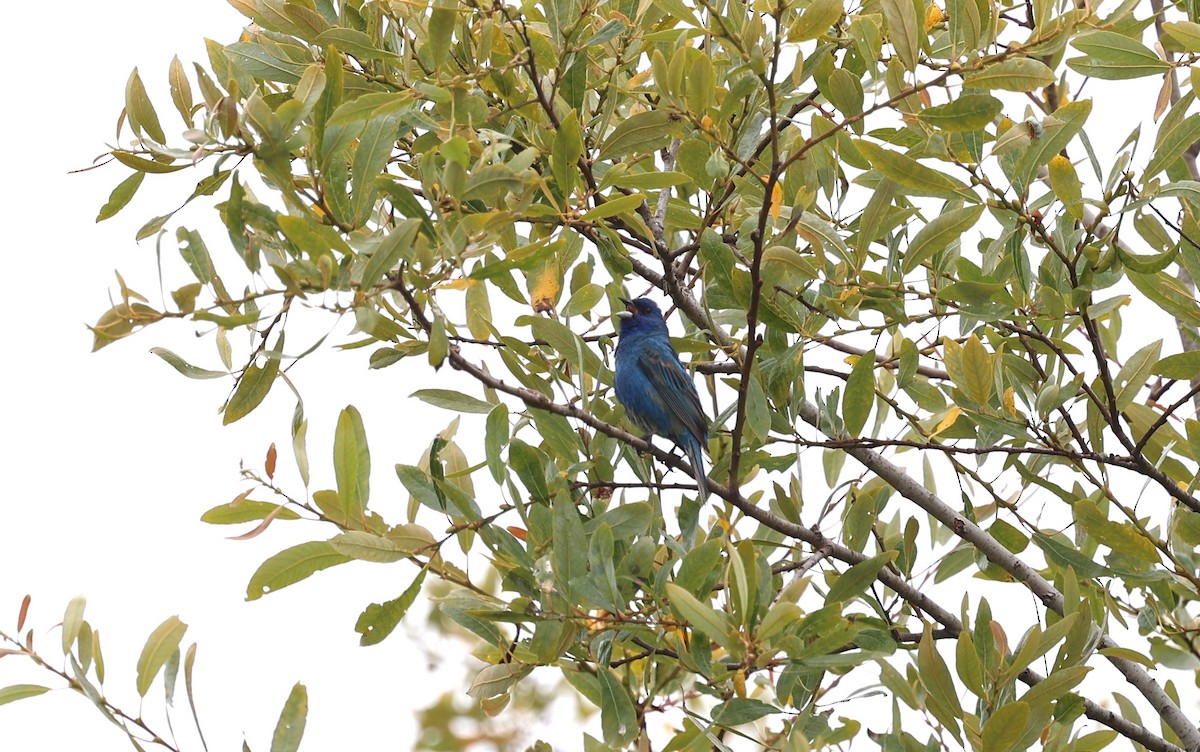 Indigo Bunting - ML620896843