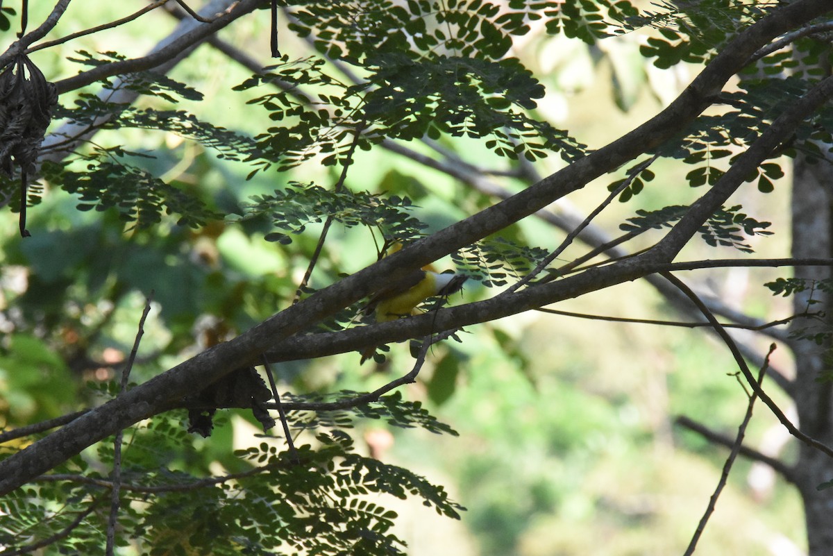 Great Kiskadee - ML620896844