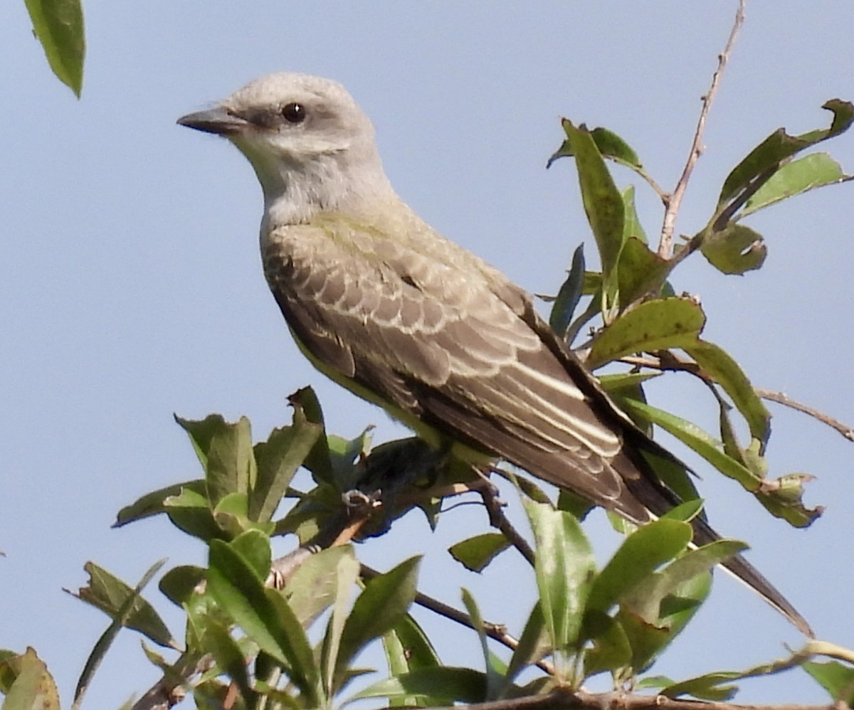 Western Kingbird - ML620896848