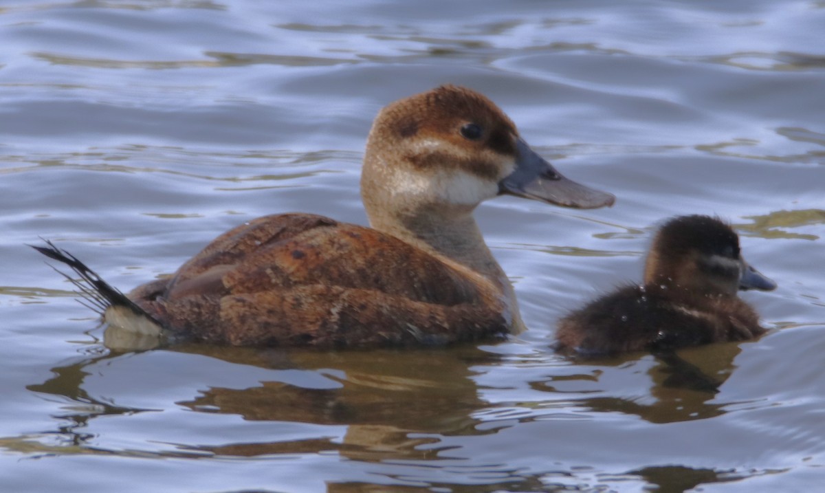 Ruddy Duck - ML620896849