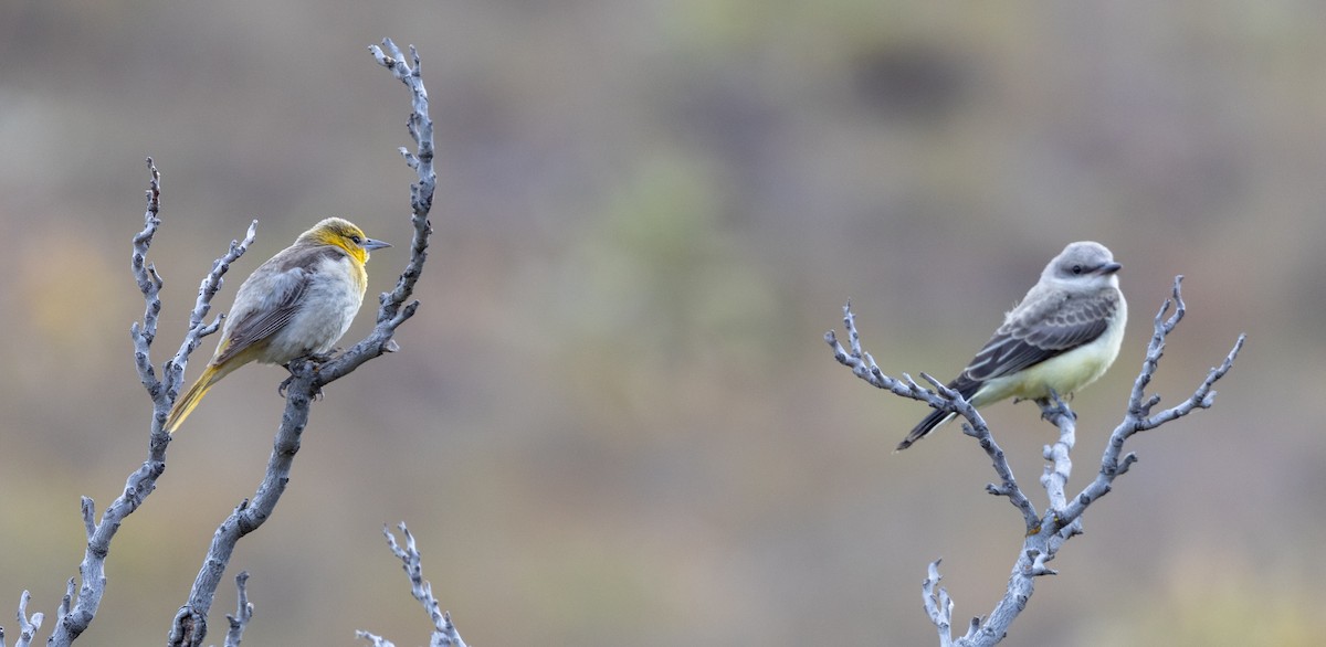 Western Kingbird - ML620896851