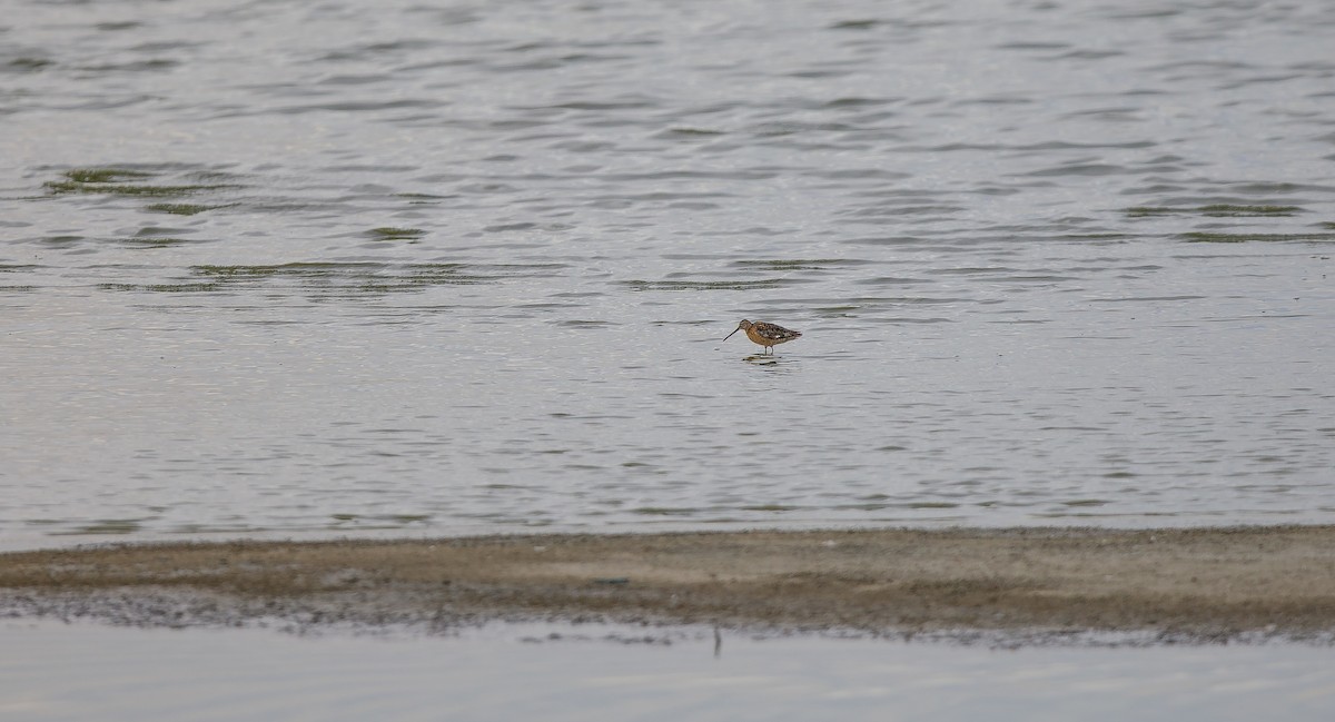 Long-billed Dowitcher - ML620896855