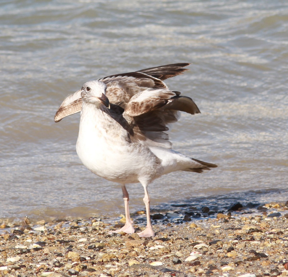 Yellow-footed Gull - ML620896859