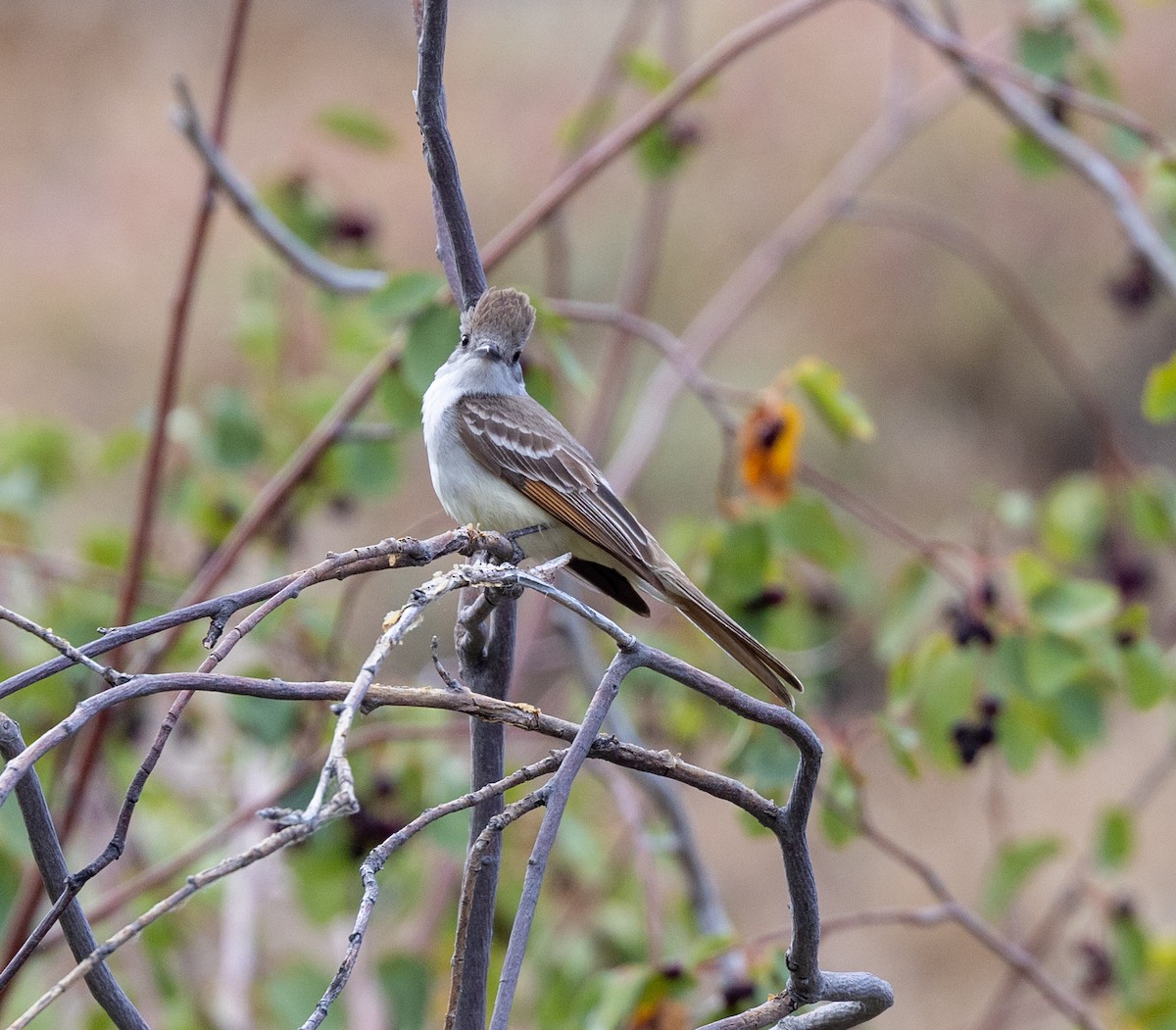 Ash-throated Flycatcher - ML620896863