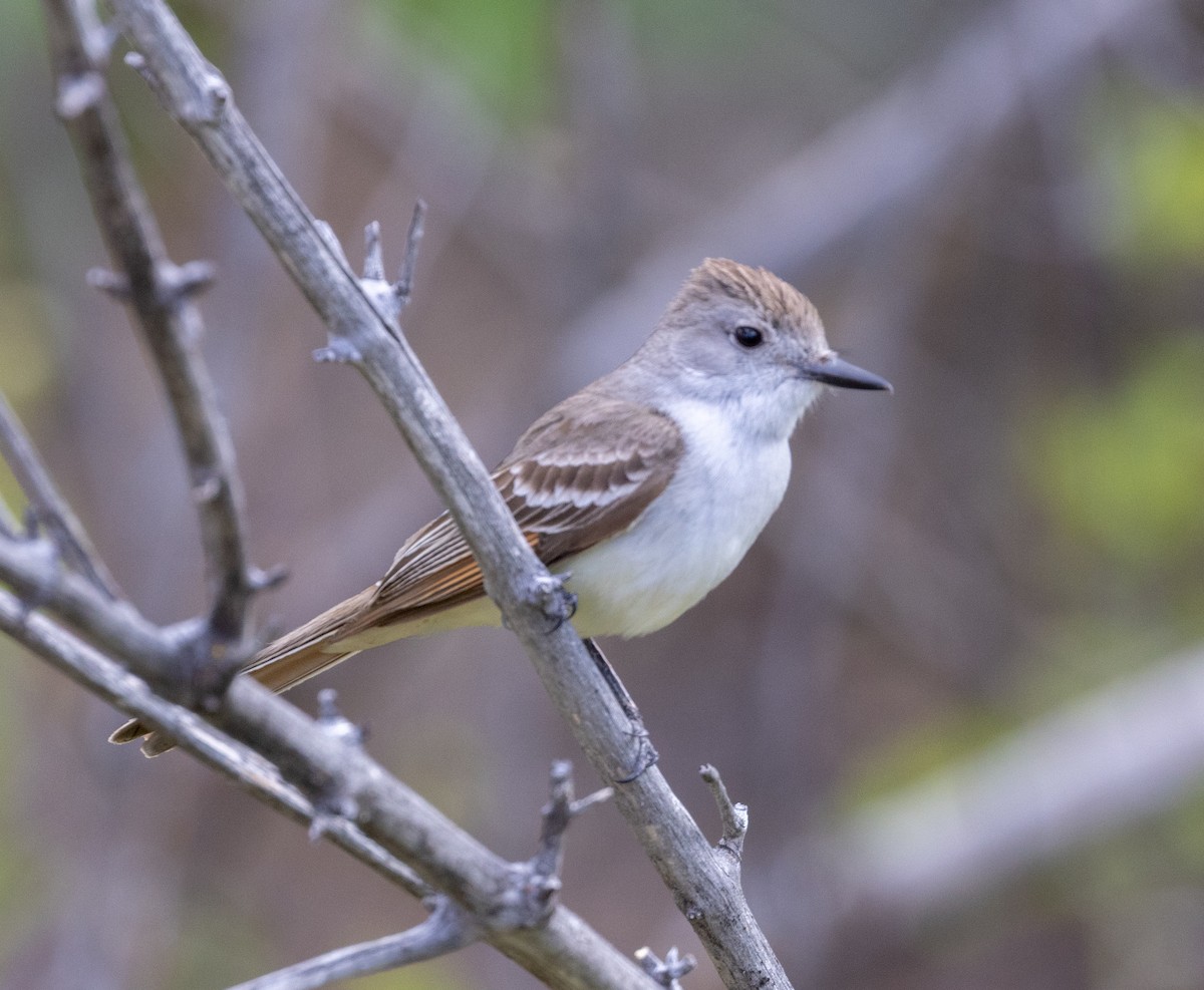 Ash-throated Flycatcher - ML620896867