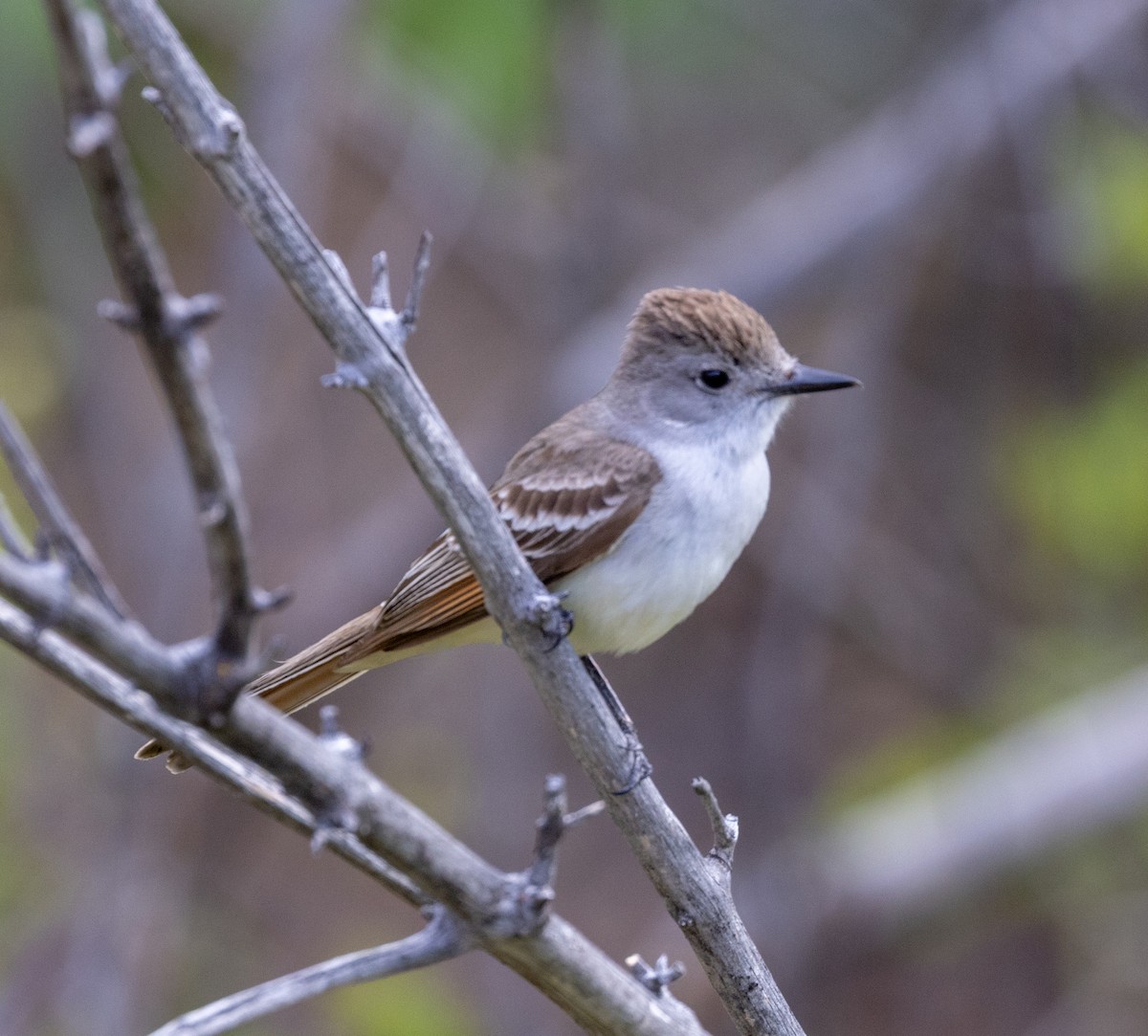 Ash-throated Flycatcher - ML620896869