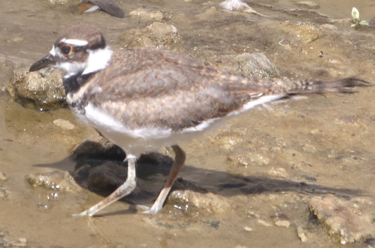 Killdeer - ML620896870