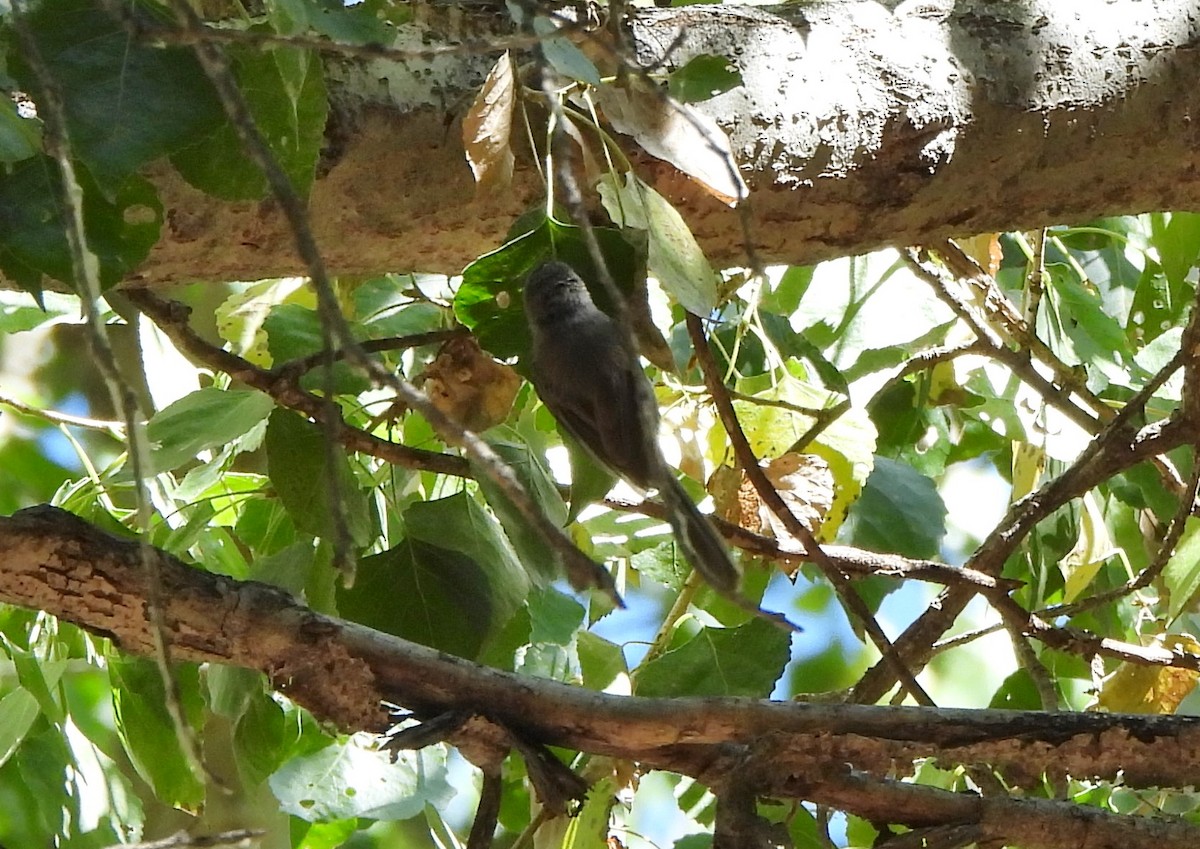 Bushtit - ML620896871