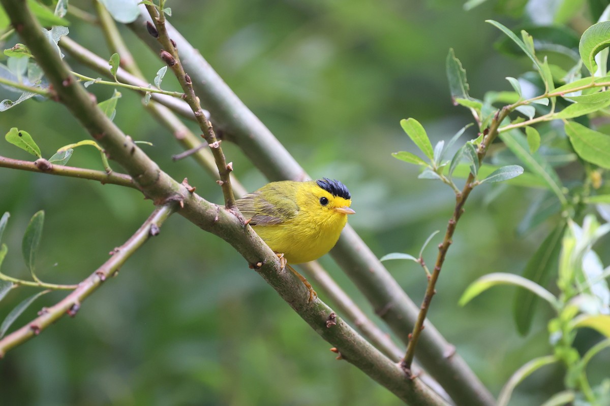 Wilson's Warbler - ML620896873