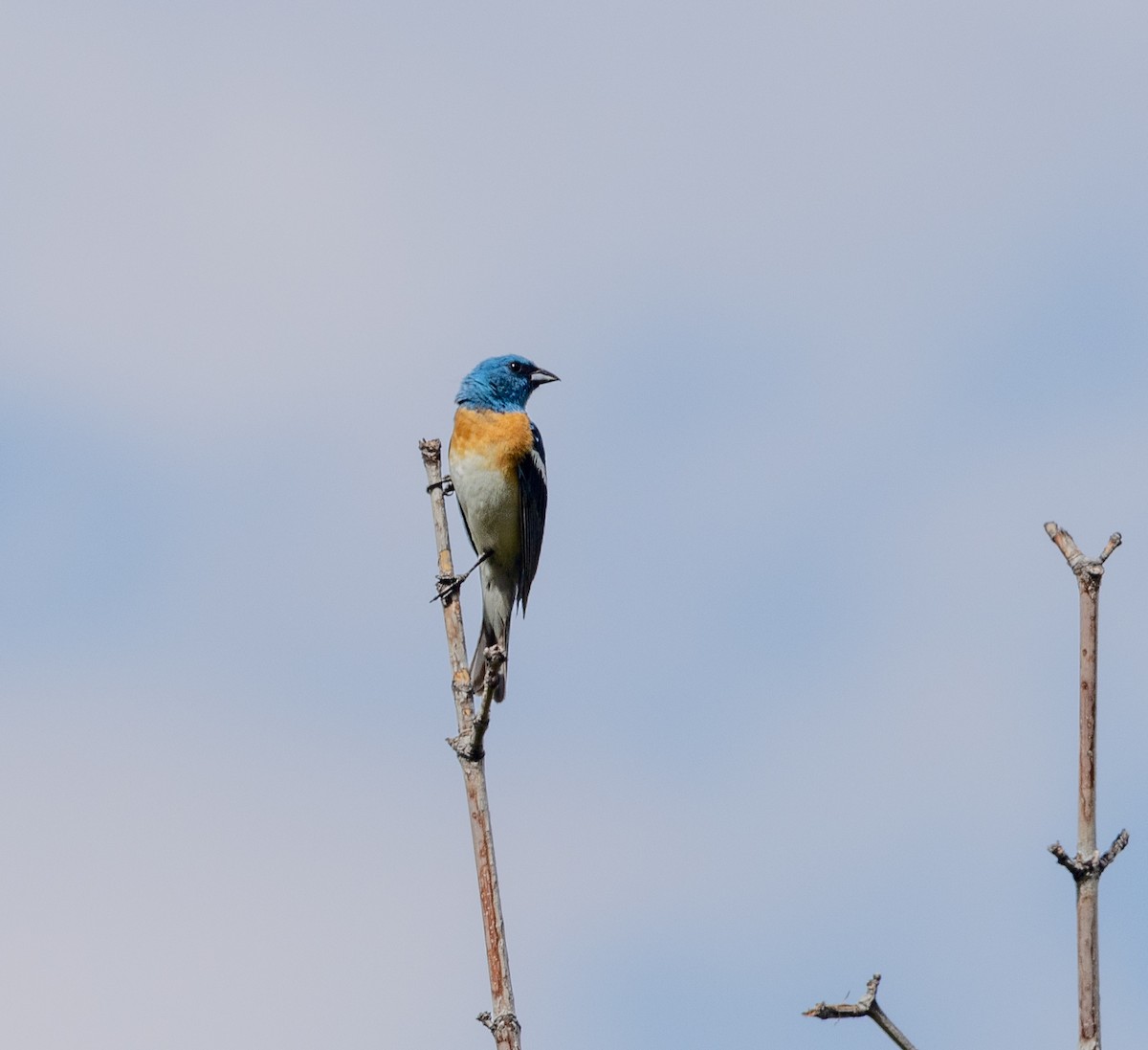 Lazuli Bunting - ML620896876