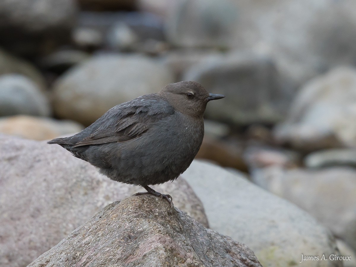 American Dipper - ML620896880