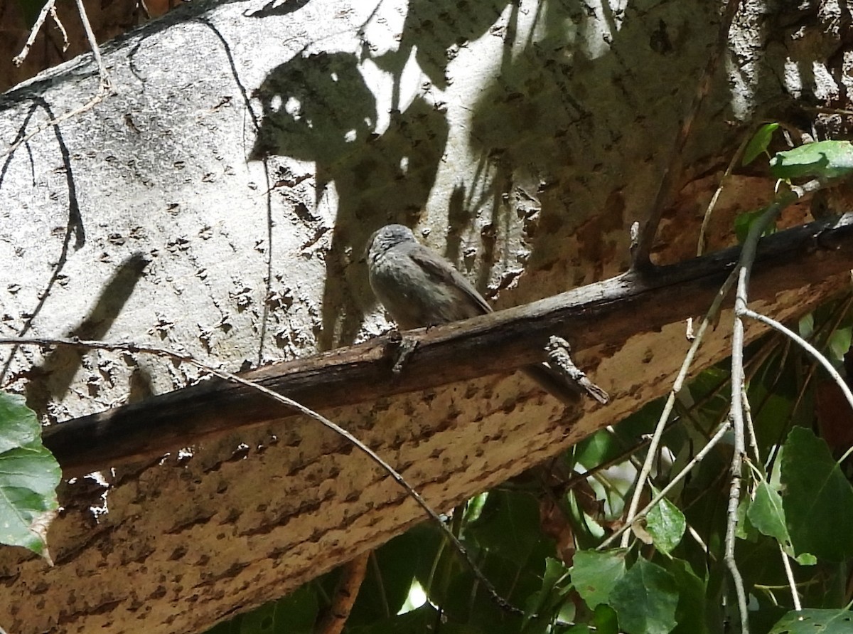 Bushtit - ML620896884