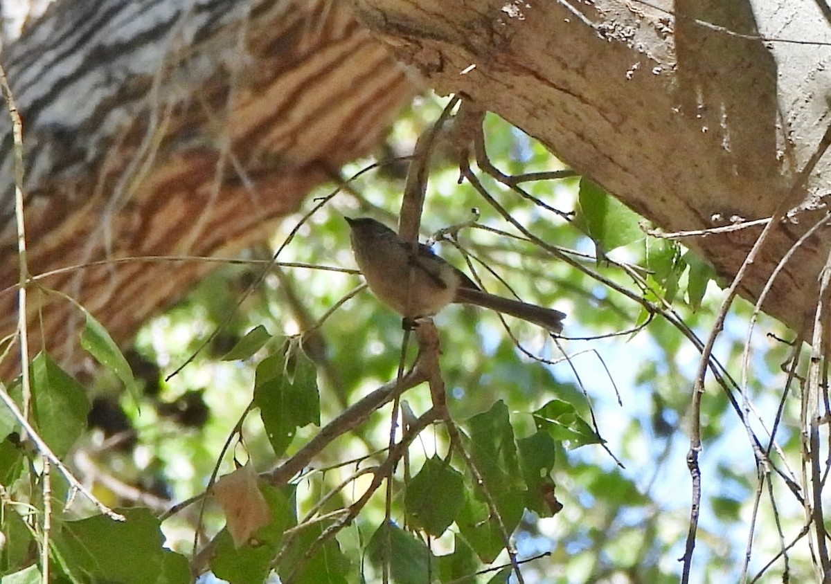 Bushtit - ML620896888