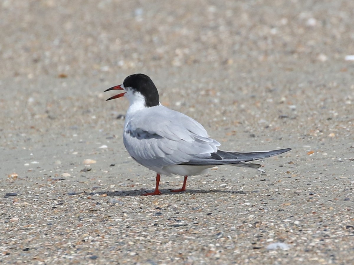 Common Tern - Steve Calver