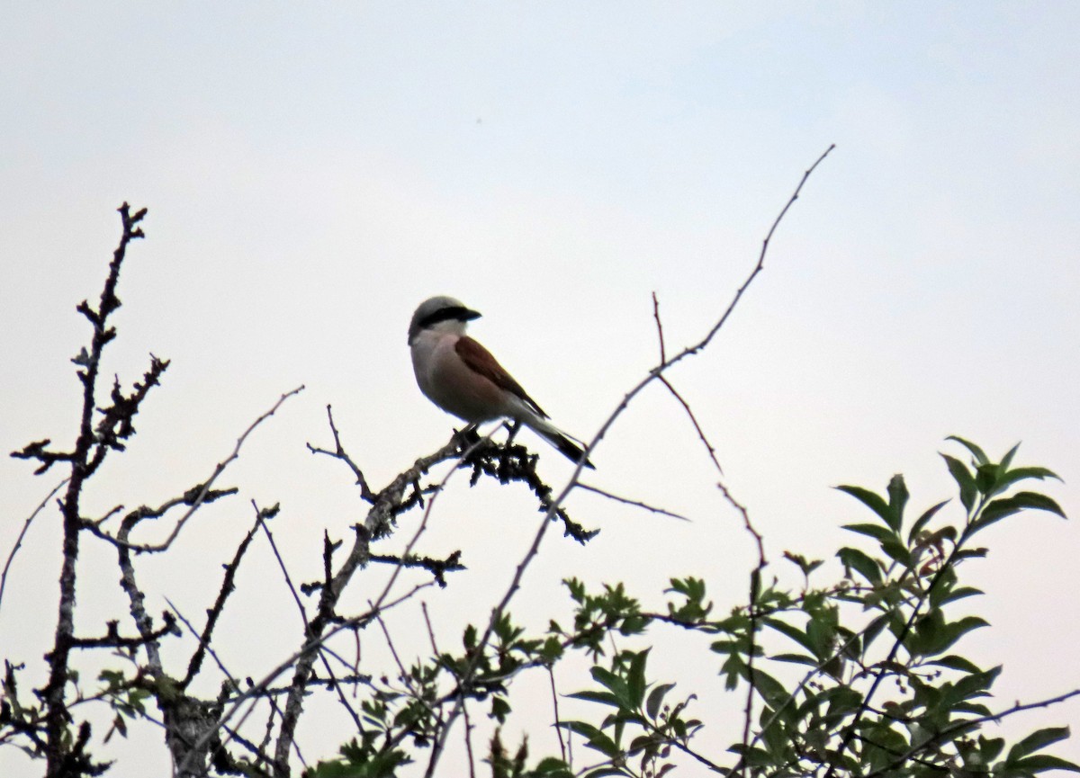 Red-backed Shrike - ML620896902