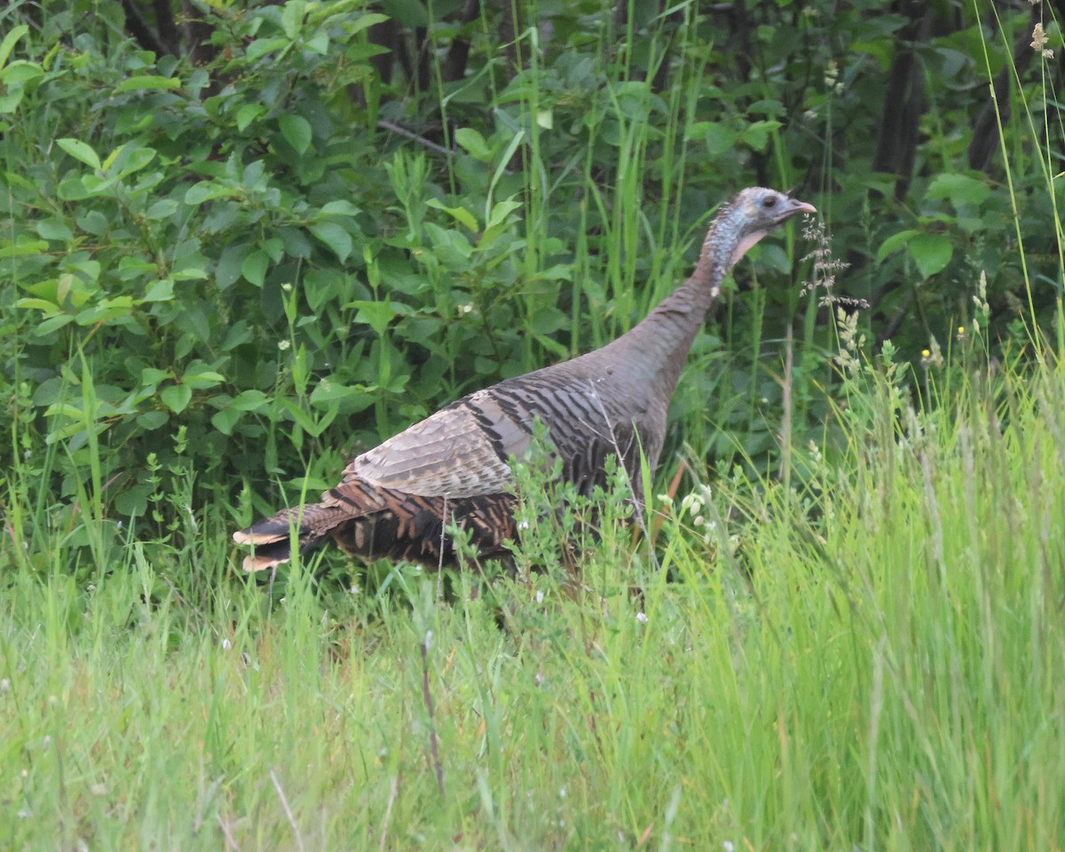 Wild Turkey - ML620896904