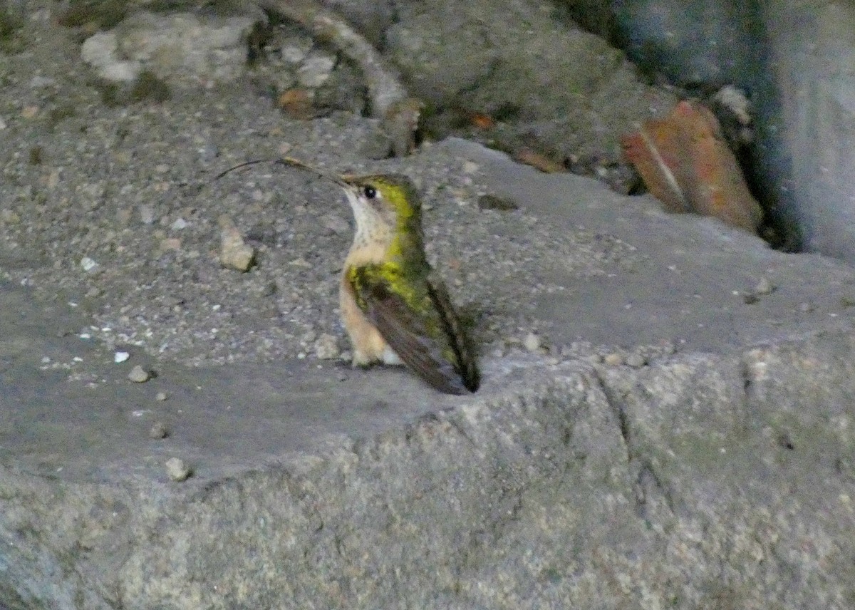 Calliope Hummingbird - David Assmann