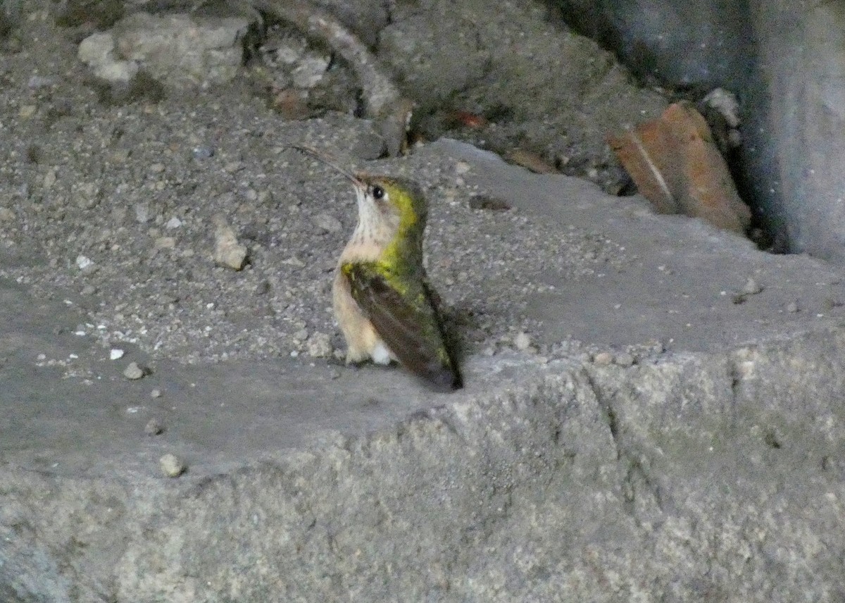 Calliope Hummingbird - ML620896915