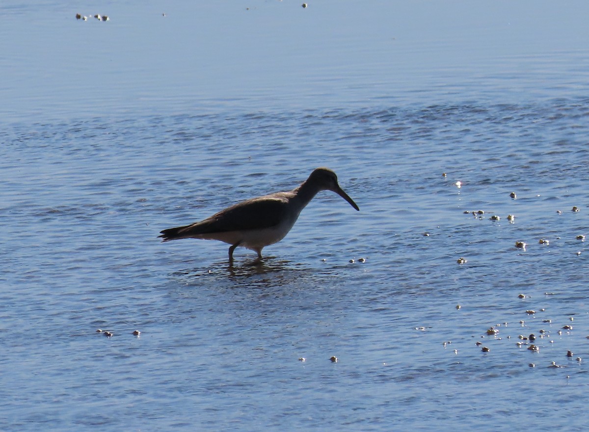 Pied Oystercatcher - ML620896916