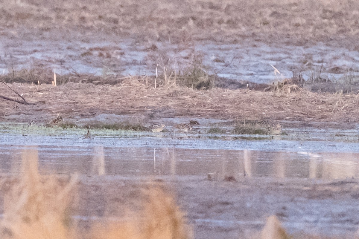 Wilson's Snipe - ML620896918