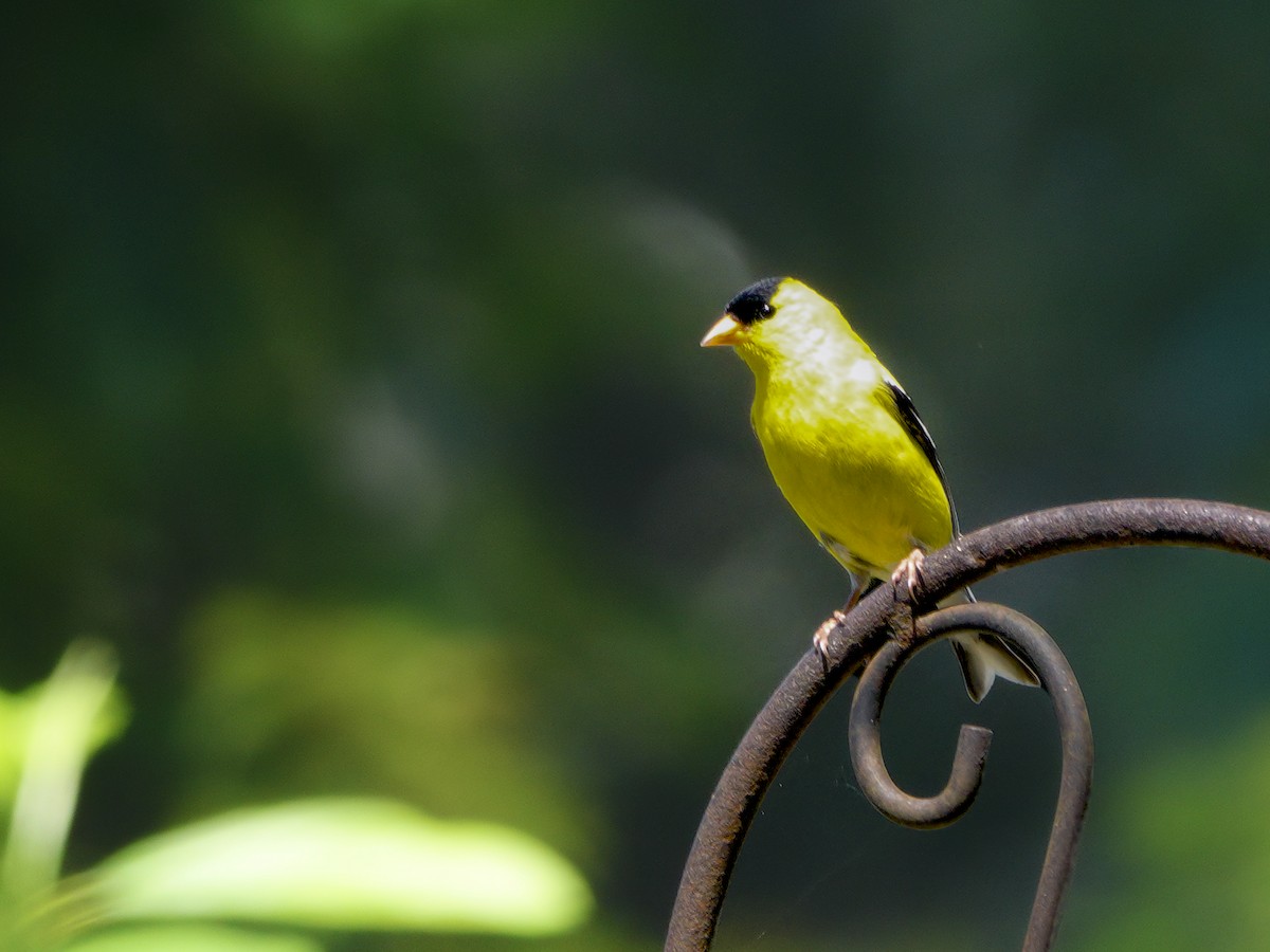 American Goldfinch - ML620896919