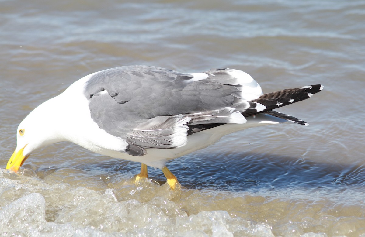 Yellow-footed Gull - ML620896920