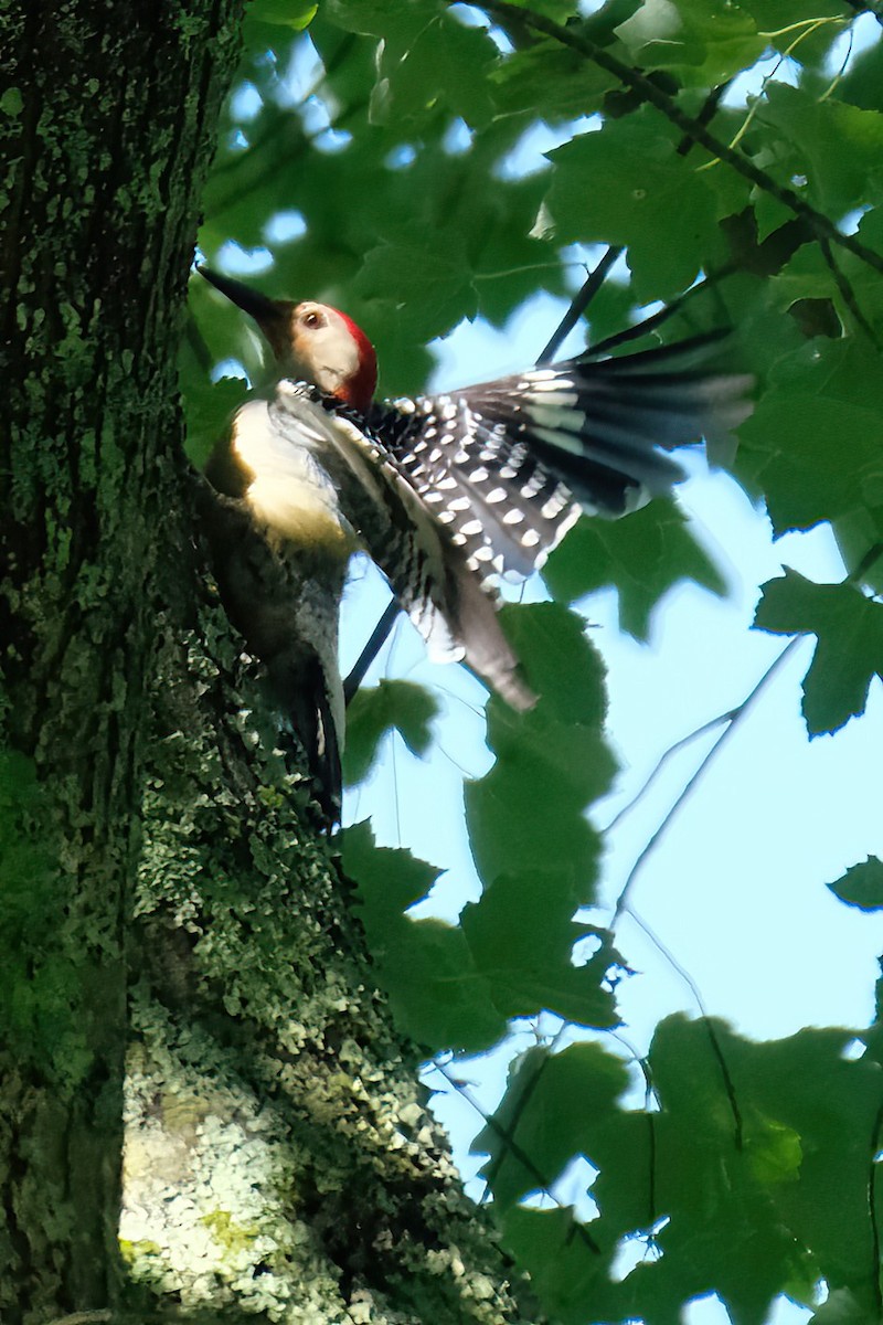 Red-bellied Woodpecker - ML620896921