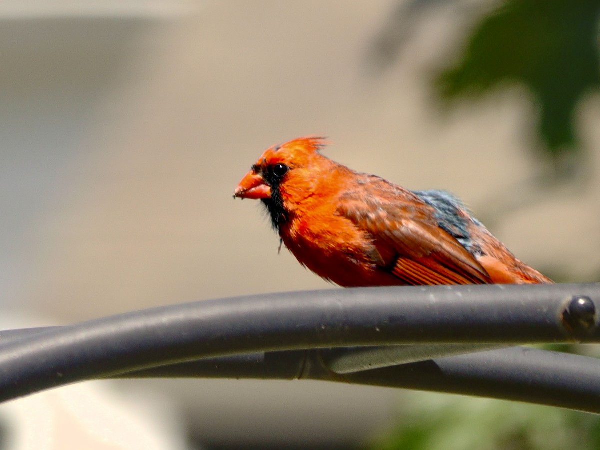 Northern Cardinal - ML620896922