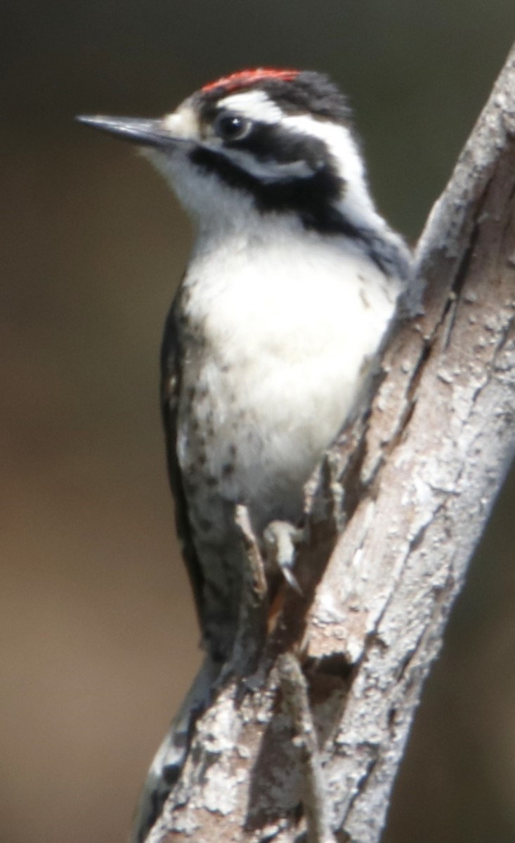 Nuttall's Woodpecker - ML620896925