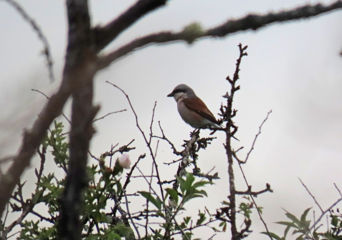 Red-backed Shrike - ML620896926