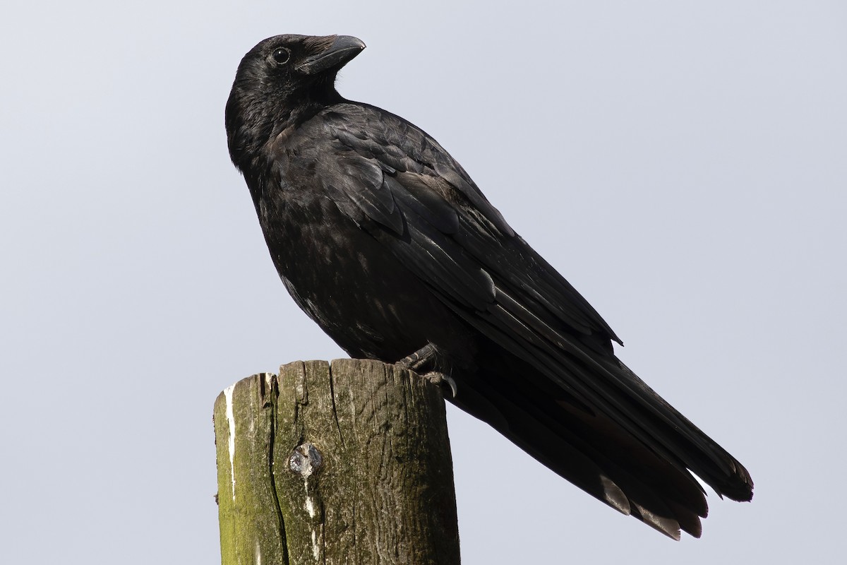 Carrion Crow - ML620896928