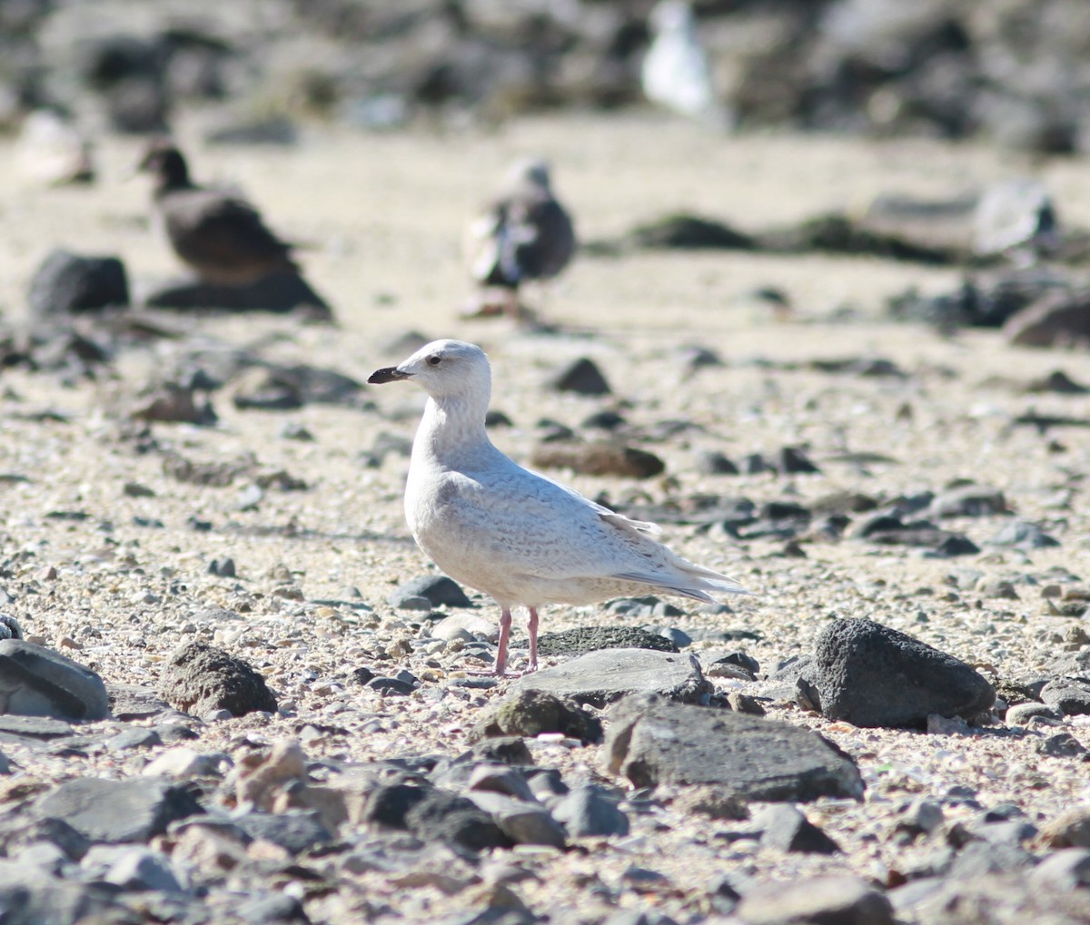 Iceland Gull (kumlieni/glaucoides) - ML620896929