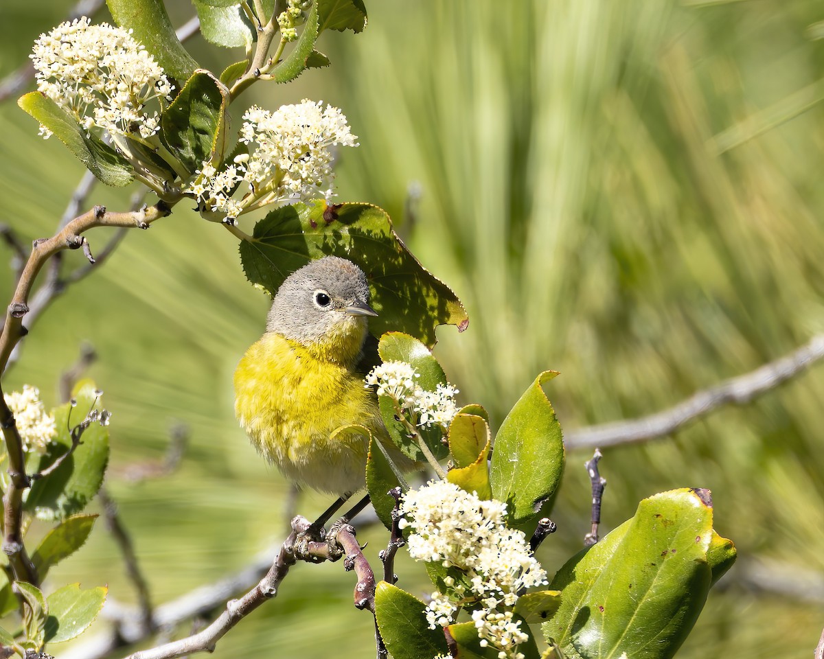 Nashville Warbler - ML620896930