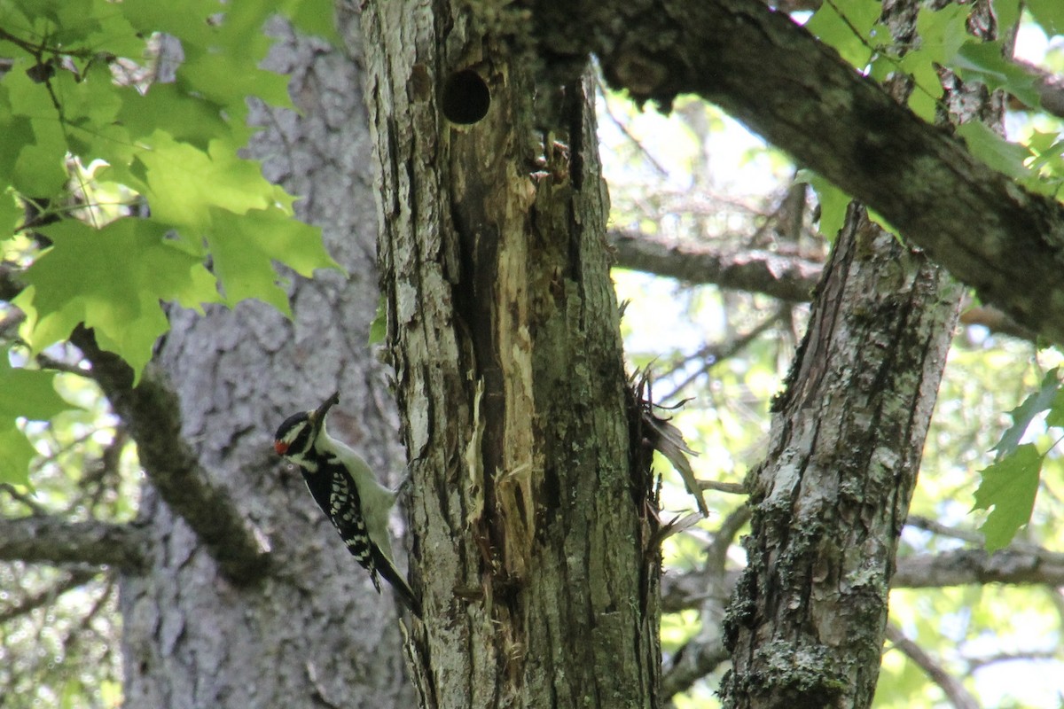 Hairy Woodpecker - ML620896934