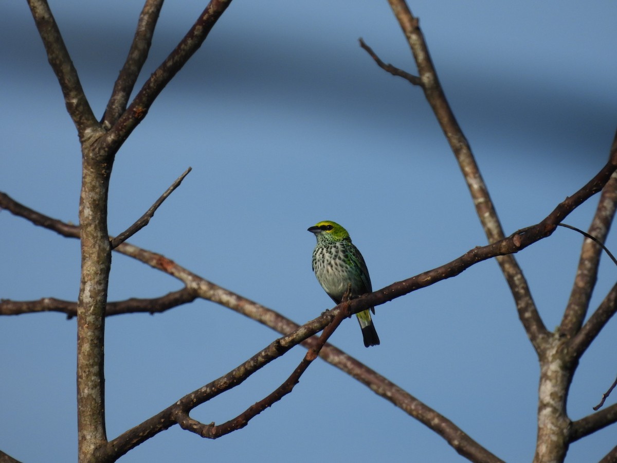 Speckled Tanager - ML620896936