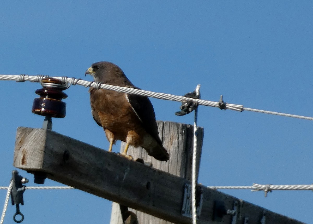 Swainson's Hawk - ML620896940